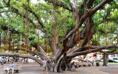 Maui: Lahaina Banyan Tree